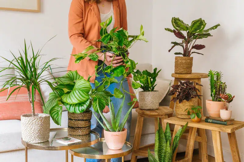 Ajouter des plantes d'intérieur