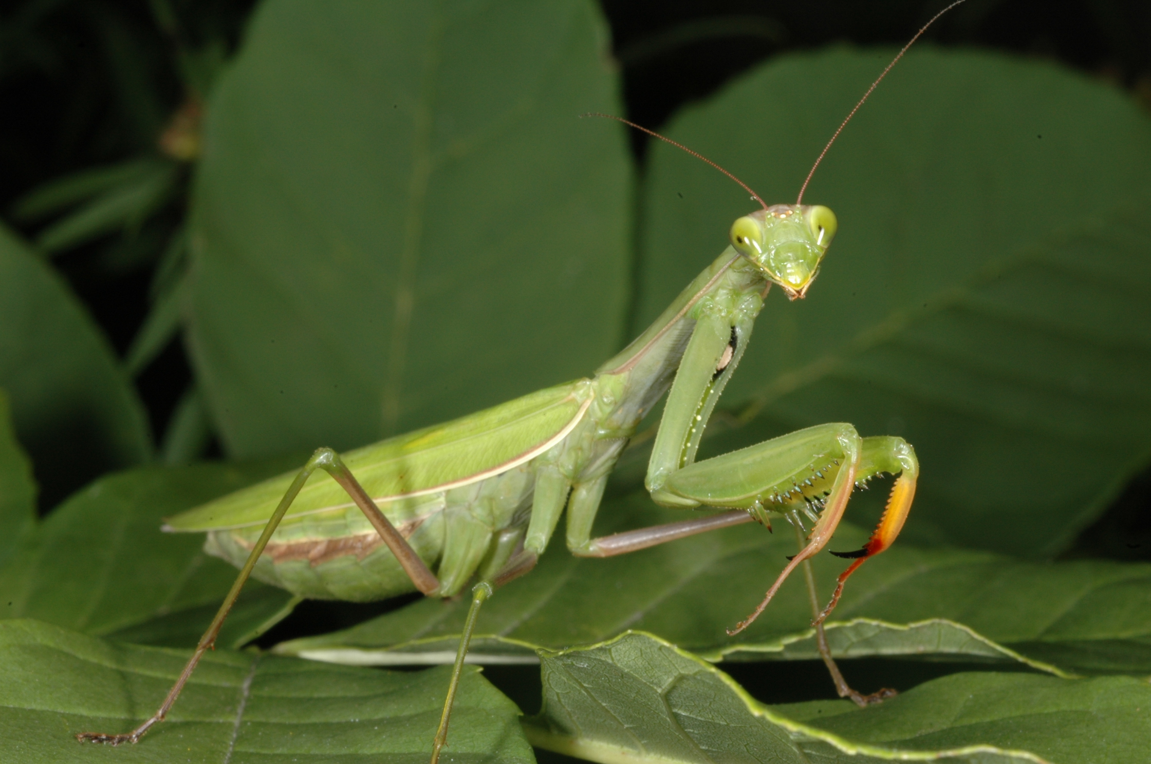 la-mante-religieuse-un-insecte-fascinant-aux-multiples-facettes