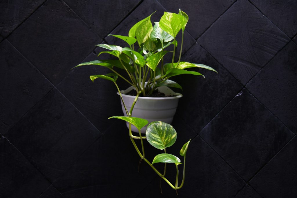 plantes artificielles pour les personnes allergiques
