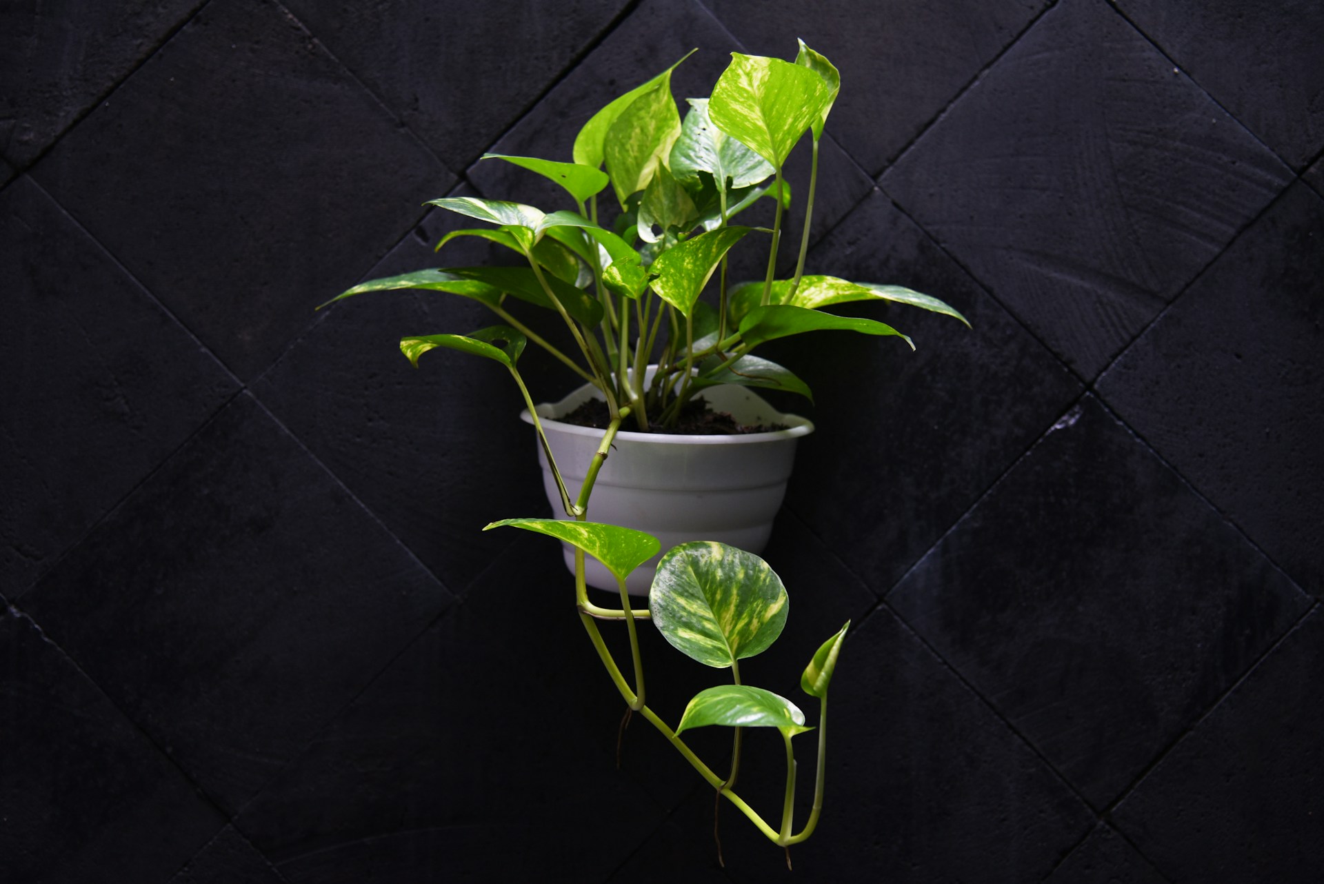 plantes artificielles pour les personnes allergiques